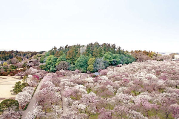 【栃木県内発】 早春の風物詩!水戸偕楽園梅まつりと那珂湊おさかな市場~薫風「梅み月」にてつくば鶏の二色重会席のご昼食~3